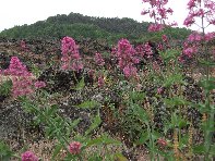 nte Arcimis-20100530 038
